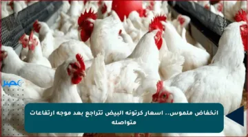 انخفاض ملموس.. أسعار كرتونة البيض تتراجع بعد موجة ارتفاعات متواصلة
